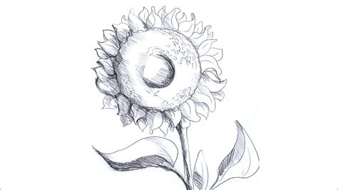 Desen In Creion Cu Floarea Soarelui How To Draw Sunflower In Pencil Youtube