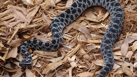 Baby Rattlesnake Florida