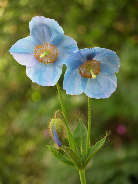 This image is an example of one of those poppies. File:Blue Poppy Meconopsis sp Flowers 2448px.jpg ...