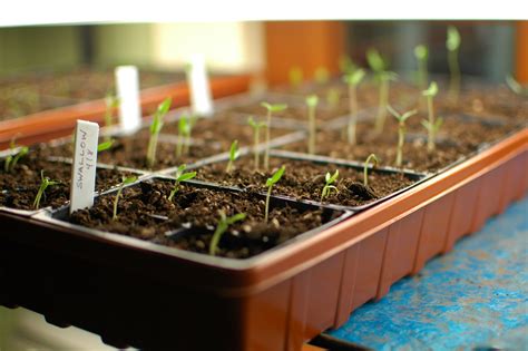 I cover how to determine when to start different annual flower varieties indoors. How to start a flower or vegetable garden from seeds ...