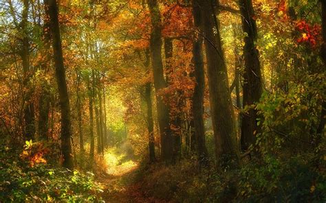 1920x1200 Nature Landscape Fall Road Forest Leaves Shrubs Sunlight