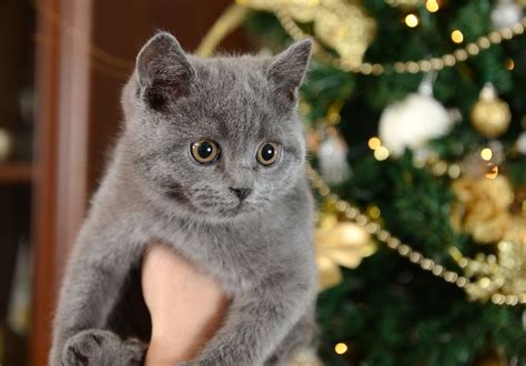 The bones are fairly fine, and the body is slightly elongated yet still balanced. The Angel of Cuteness: Russian Blue Cat Personality - Cat Appy
