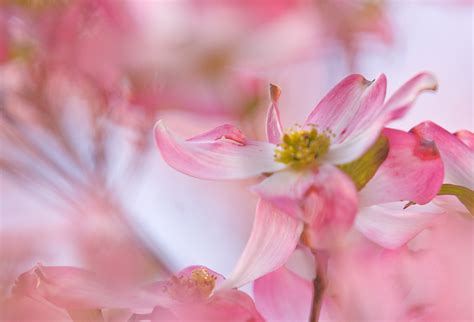 Pink Dogwood Pink Dogwood Trees Photo Taken In Marietta Flickr