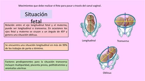 Solution Mecanismos De Trabajo De Parto Studypool