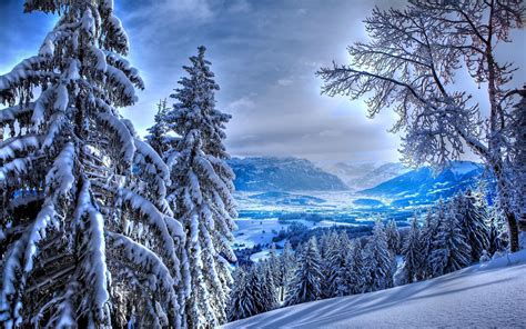 Froid Hiver Montagne Neige Sapin Superbe Paysage Montagne
