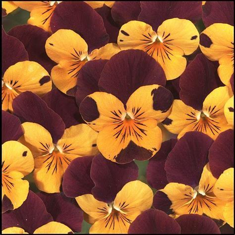 Viola Floral Power In The Violas Database