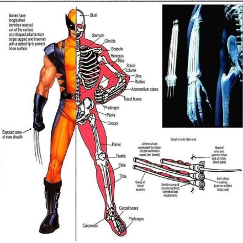 what is wolverine s skeleton made of adamantium coating explained