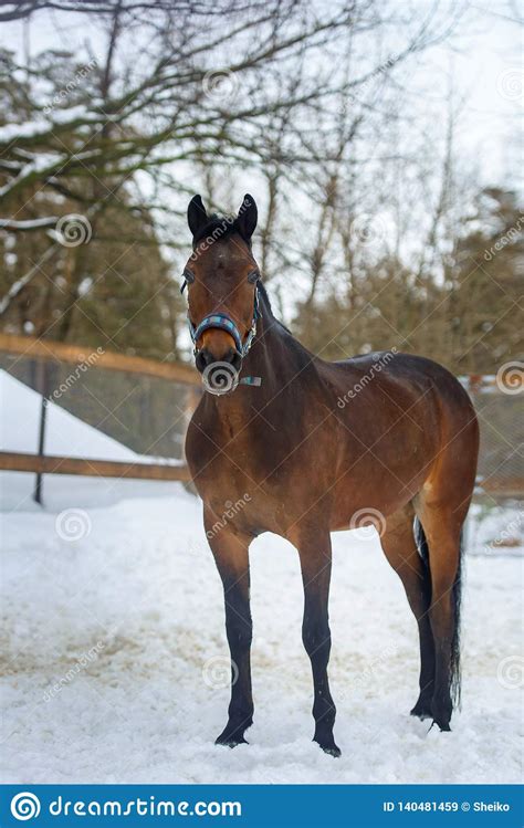 Domestic Bay Horse Walking In The Snow Paddock In Winter Stock Image