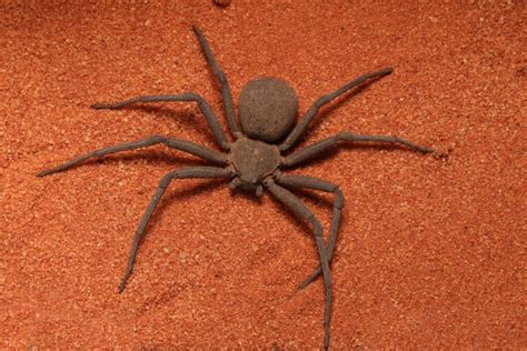 Discover 6 Desert Dwelling Spiders A Z Animals
