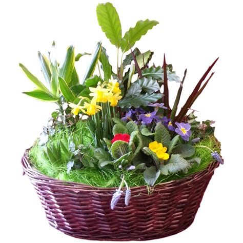 Spring Planted Basket Arrangement Classic Flowers