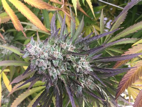 Strain Gallery Purple Haze G13 Labs Pic 26101647829322538 By Delahouse1