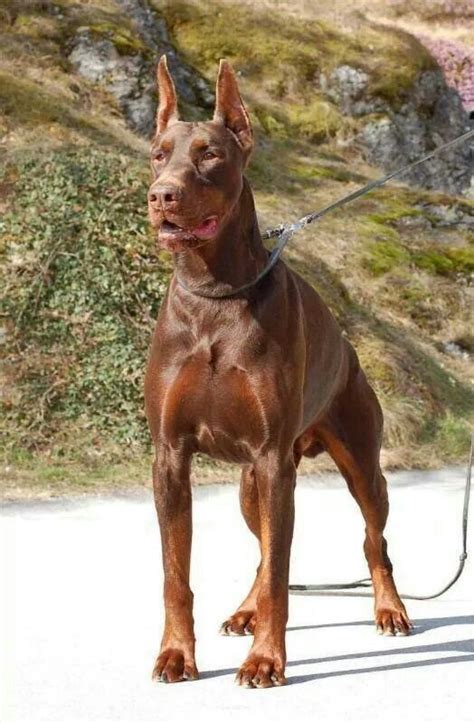 Red Doberman Doberman Pinscher Puppy Doberman Dogs Doberman