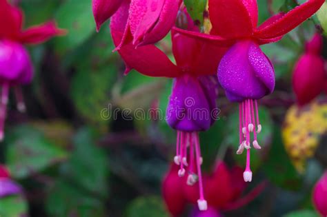 Beautiful Flower Fuchsia Stock Photo Image Of Botanical 81690586