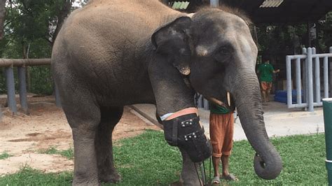 Mosha Is The First Elephant To Have A Prosthetic Leg Created By An