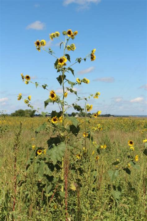 Common Sunflower Integrated Crop Management