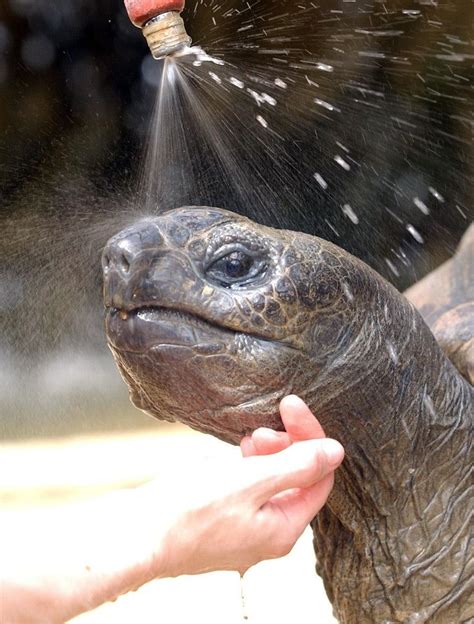 Giant Tortoise Celebrates 44 Years At Bristol Zoo Itv News Bristol