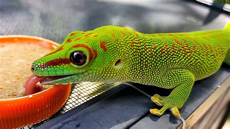 🦎🐢 The 10 Beautiful And Awesome Reptiles 😽 Youtube