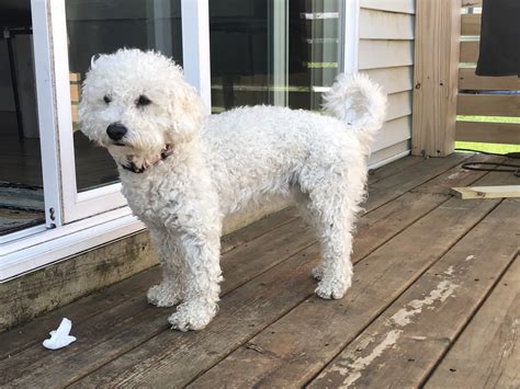 Cavapoo, michigan » sturgis $2,495 cavipoo puppy for sale joehaddad77 miko, is almost 1 year old, trained, shots, fixed and all! Cavapoo Puppies For Sale | Allendale Charter Township, MI #303208