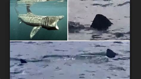 Britains Biggest Shark Spotted Off North East Coast As Fisherman
