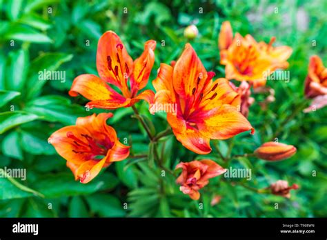 Beautiful Orange Lily Lilium Bulbiferum Also Known As Fire Lily With