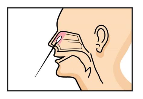 ¿cuál Es La Diferencia Entre Hisopado Nasofaríngeo Y Nasal Suiza Lab