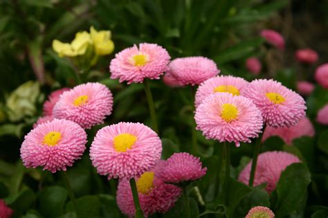 40 Different Types Of Daisies And What They Look Like Plantsnap