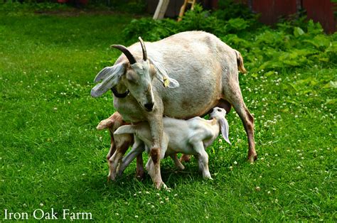 Raising Dairy Goats A Guide To Breeds