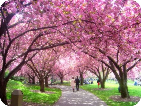 Chaque année, il se produit des milliers de tremblements de terre au japon. Tremblement de terre au Japon - Le pouvoir des fleurs