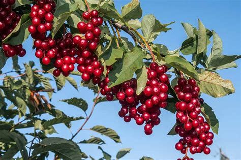 Fruit trees in this area need to be able to handle lower temperatures, but nothing as severe as zones 2 and 3. Zone 4 Cherry Tree - Rona Mantar
