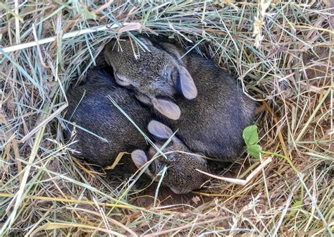 I Found These Cute Baby Bunnies Nesting In My Yard Theyre So Tiny