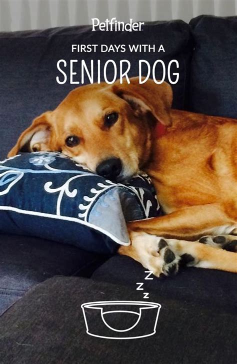 The First Days With Your Senior Dog Petfinder Senior Dogs Care
