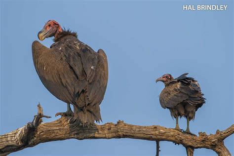 About African Vultures Vulpro