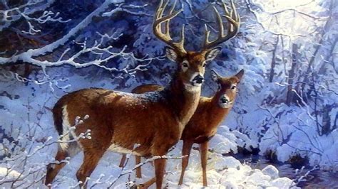 Winter Deer Wallpaper Backgrounds Wallpapersafari