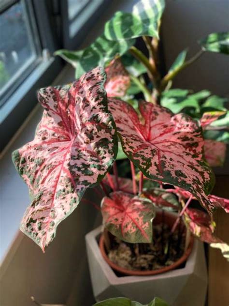 Water hardness (calcium in water) measures in grains per gallon (gpg) or milligrams hard water that is high in calcium can have a metallic taste. How to plant and care for Caladium bulbs | FlatwithPlants