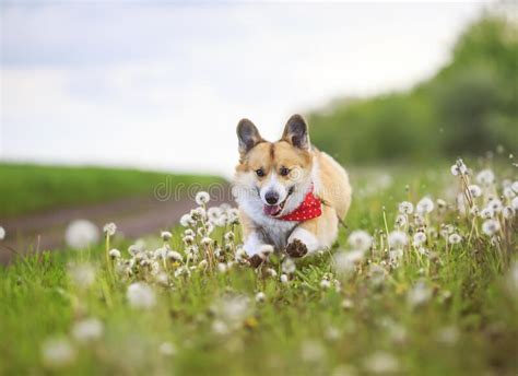 il cucciolo di cane corgi sta correndo allegramente attraverso un prato in fiore con tartarughe