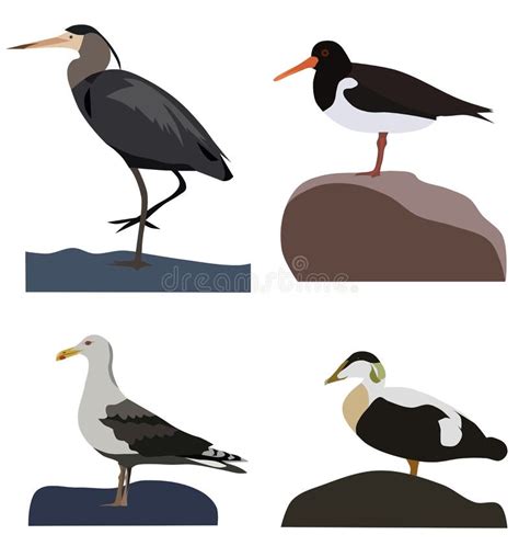 Set Of Sea Birds Stock Vector Illustration Of Gull Birds 69747872
