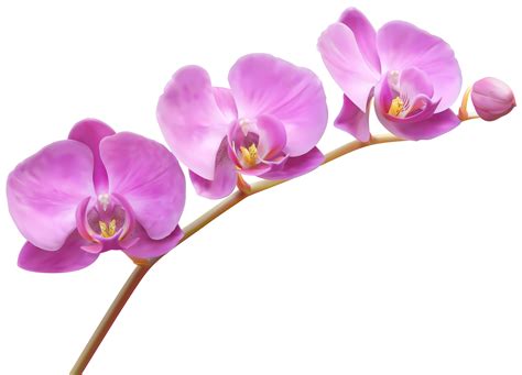 Voir cette photo intitulée cymbidium orchid. Orchid species clipart - Clipground