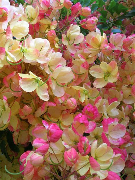 List Of Most Fragrant Flowers Dengarden