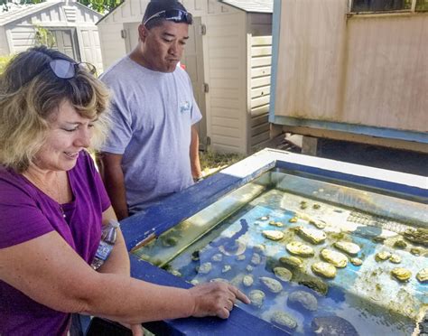 Uh Hilo Aquaculture Program Using Shellfish To Improve Water Quality