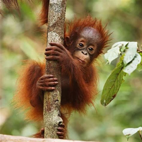 I Love Climbing Trees Rainforest Animals Orangutan