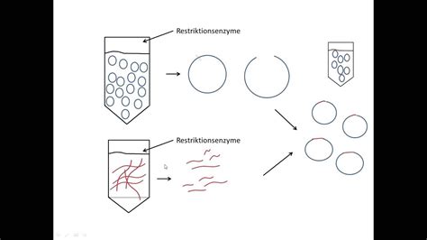 This video compares the differences between cdna and genomic dna libraries under 3 minutes. genbibliotheken - YouTube