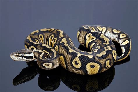 40 Ball Python Morphs Types Colors Pictures