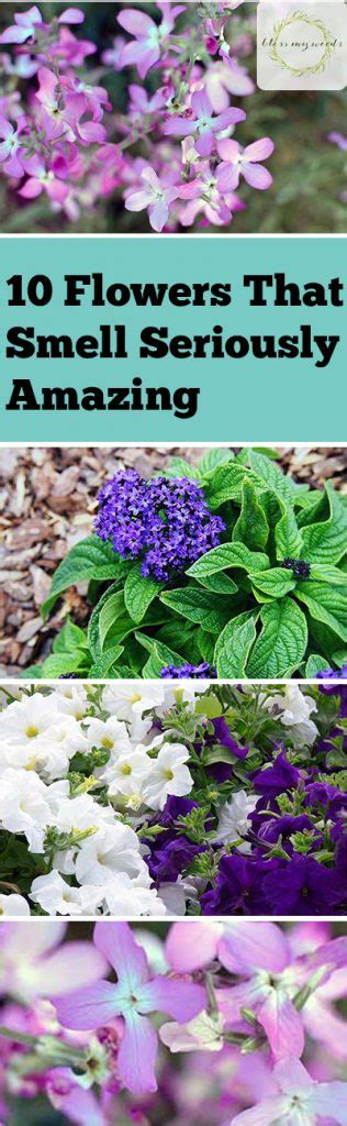 10 Flowers That Smell Seriously Amazing ~ Bless My Weeds