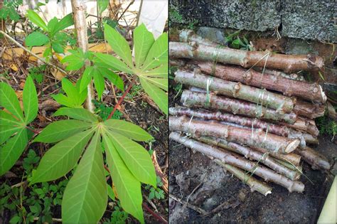 Budidaya ubi jalar ungu merupakan pilihan yang tepat untuk bercocok tanam karena cukup mudah dalam perawatannya dan tidak tergantung musim dalam penanamannya. TanamSendiri.com -- Grow Your Own: Tanam Ubi Kayu Dalam ...