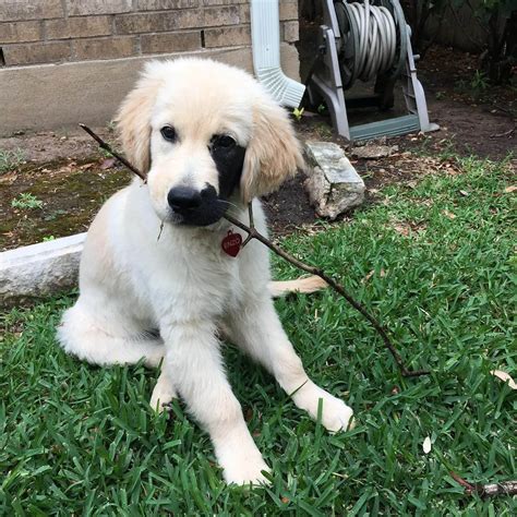 15 Pictures Of Dogs With Rare Unique Beauty