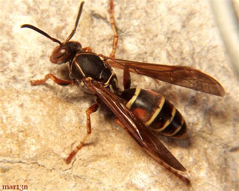 Paper Wasp Polistes Fuscatus North American Insects And Spiders