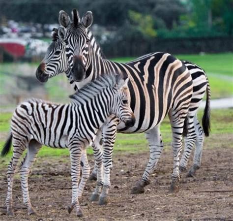 Descubre safari madrid, el parque de animales de aldea del fresno. Una aventura diferente: Parque de animales Safari Madrid