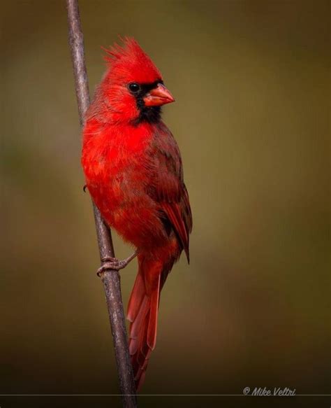 Beautiful Red Cardinal Bird On Tree Branch