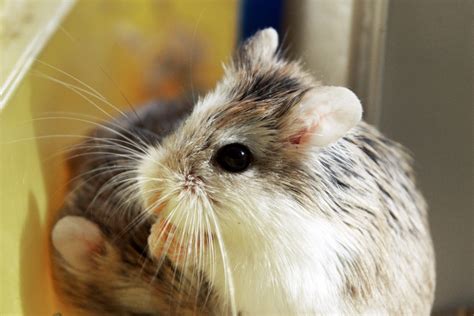 30 Interesting And Fun Facts About Hamsters Tons Of Facts