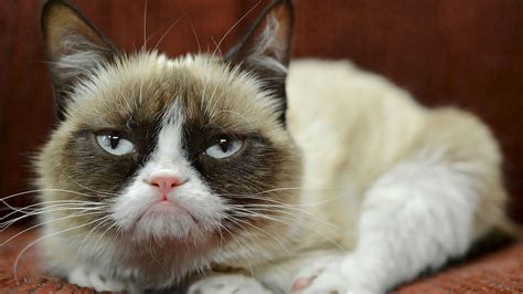 Grumpy Cats Owner Quit Her Day Job But Denies Claim The Crabby Feline Has Made 100 Million